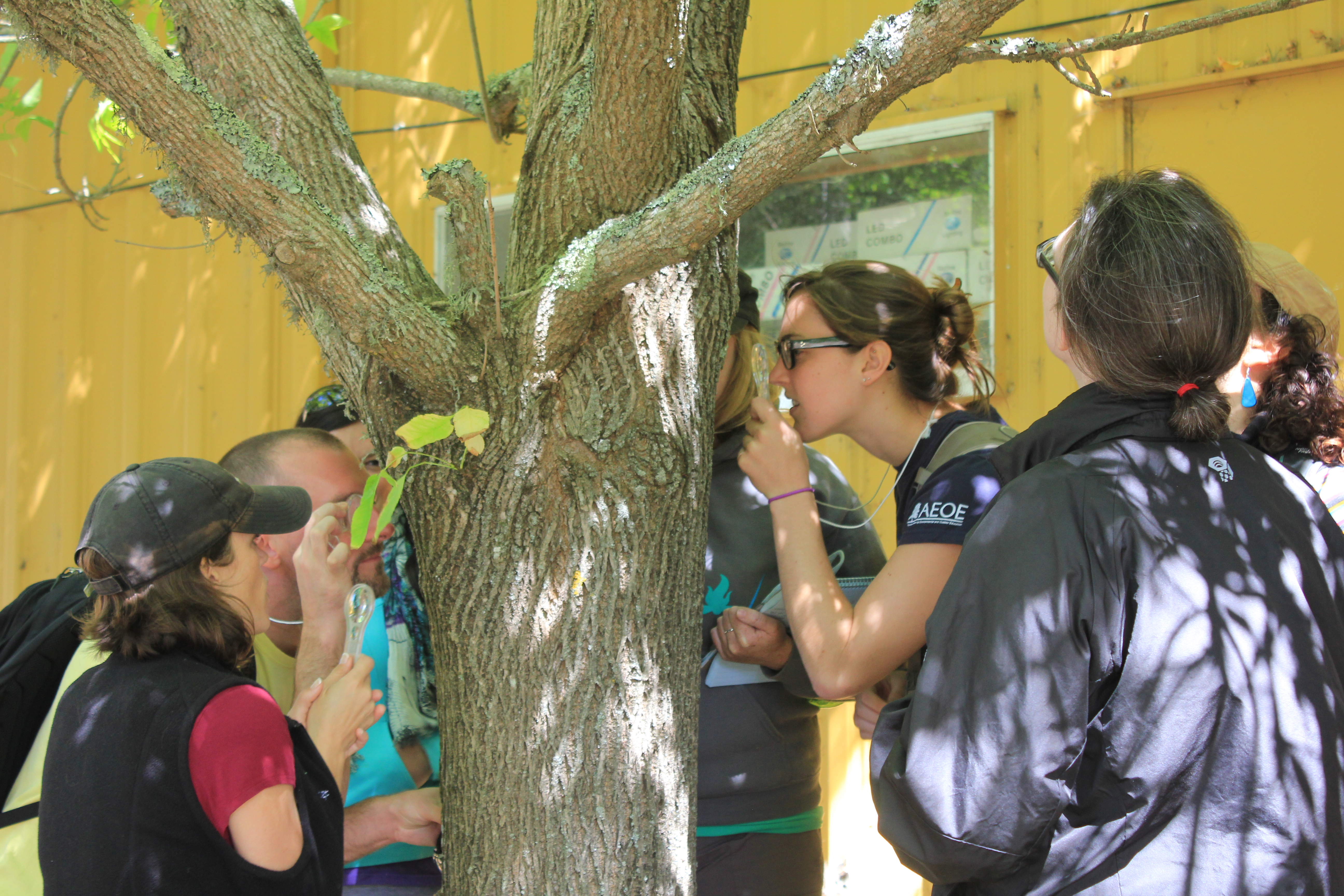 Participants in a BEETLES workshop making observations of a tree