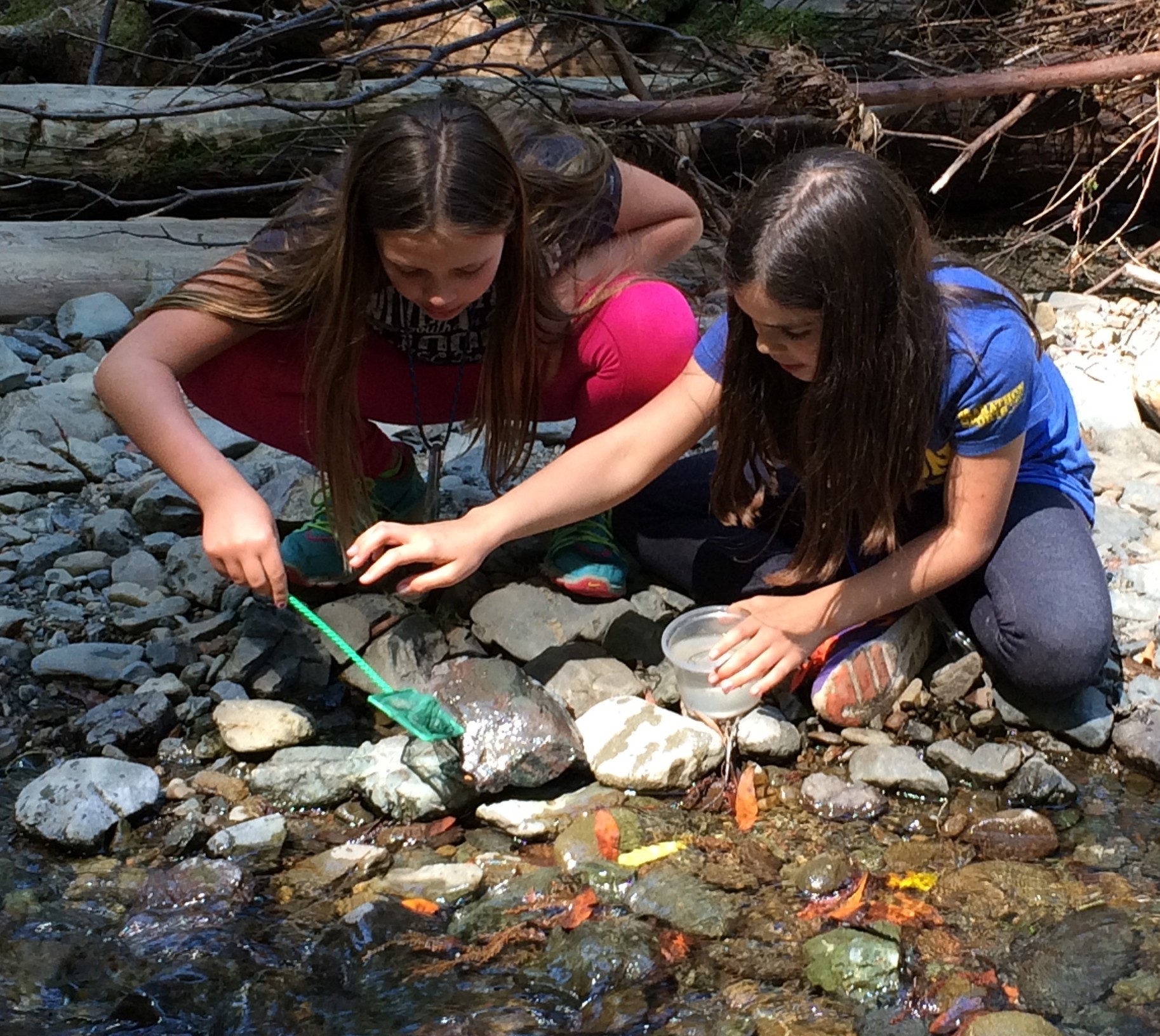 Kids participating in BEETLES activity at stream